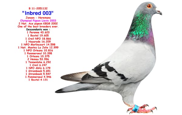 Inbread Pigeon Inbred