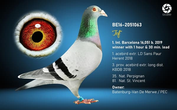 Inbread Pigeon INBRED JEF - BE-23-5033179